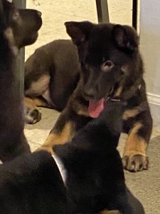 German Shepherd puppies!