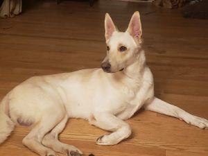 While German Shepherd