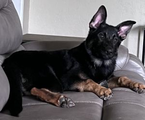 German Shepherd puppies AKC