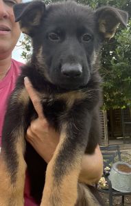 German Shepherd