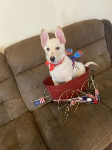 white german shepherd 1 male