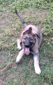 A.C.A. German Shepherd