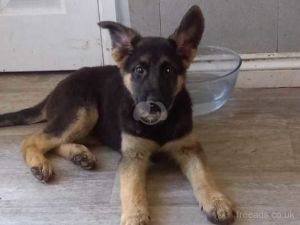 Gorgeous German shepherds looking for forever home