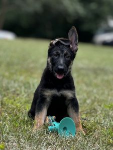 German Shepherd Puppies 11 Week Old