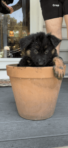 Long-haired German Shepherd puppies