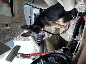 currently 5 month old german shepard puppy