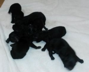 West German Bloodline German Shepherd Puppies