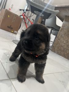 4 weeks German Shepherd