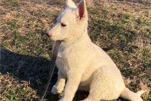 White German Shepherd puppies