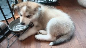 husky/sherman shepard puppie