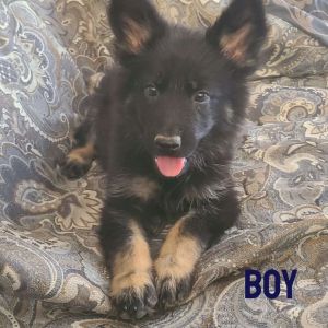 German shepherd puppies