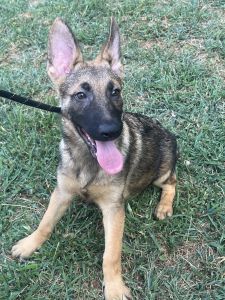 German Shepherd puppies