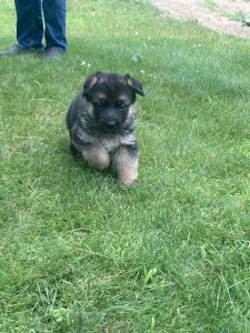 German Shepherd pupppies