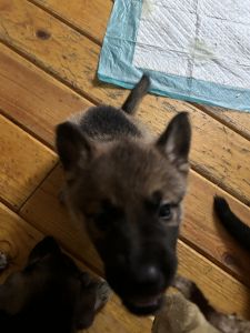 Purebred German Shepherd puppies for sale in ***
