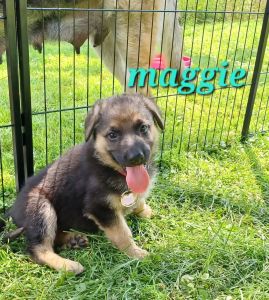 German Shepherd puppies