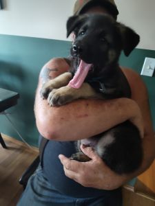 German Shepherd Puppies