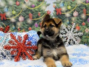 German Shepherd Jojo