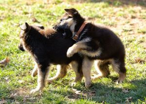 GERMAN SHEPHERD PUPS ***