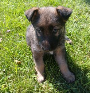 Pippy Beautiful Germen Shepherd Dog