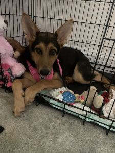 Girl German Shepherd