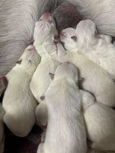 %100 White German shepherd