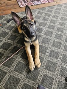 12 week old female puppy