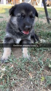 Gerberian shepsky
