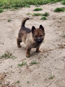 CHAMPION LINE AKC German Shepherds