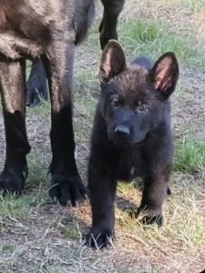 AKC German Shepherd Puppies