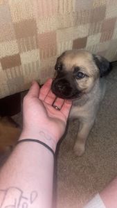 Pure bread German shepherds