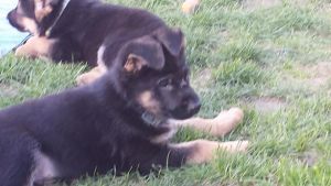 Beautiful German Shepherd Puppies