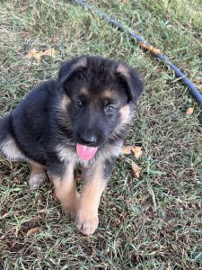 German shepherd