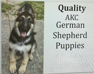 AKC Quality German shepherd puppies