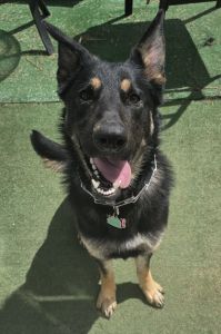 German Shephard for sale