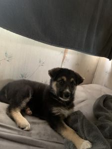 German shepherd / Great Pyrenees mix