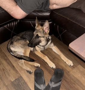 German Shepherd Puppy