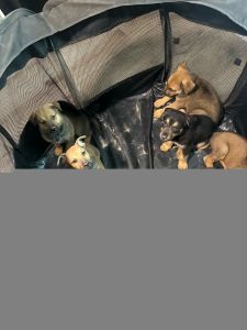 Rottweiler german Shepard puppies