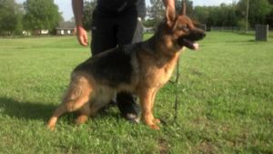 AKC GERMAN SHEPHERD PUPS