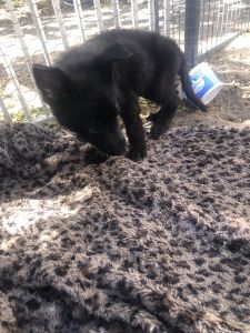 Pure Breed black puppies