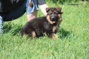 AKC German Shepherd Puppies.