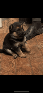 German Shepherd Puppies for sale in Millboro, Virginia. price: $300