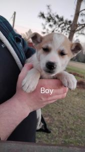 German shepherd mix puppies