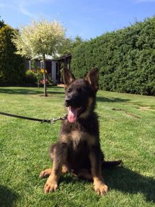 hlkwGerman sheperd pup