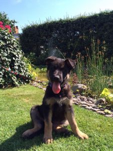 German sheperd pup