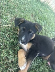 9 Week old puppy for sale