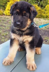 Long Haired GSD Puppies