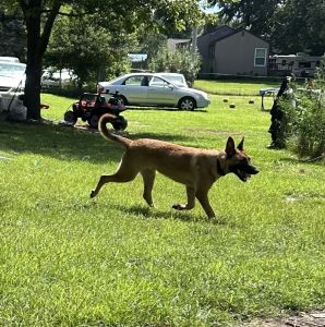 German/Belgium Shepherd Puppy