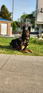 Purebred German Shepherd