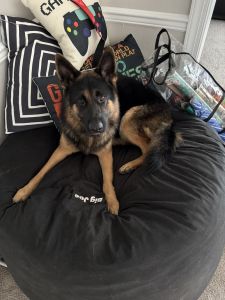2 year old German Sheppard