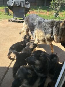 I have 7 German Shepherds, 4 weeks old. They are 5 males and 2 females